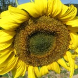 1009F 051 Goeppingen-PB